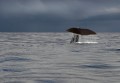  Graceful Giants: Gray Whales of the North Pacific