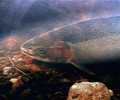 The Incredible Journey and other films about salmon