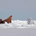 Tracking Pacific Walrus: Expedition to the Chukchi Sea